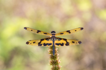 Portrait of dragonfly - Variegated Flutterer (Rhyothemis variegata)