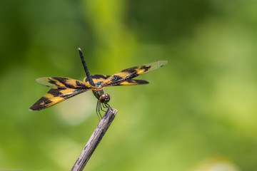 Portrait of dragonfly - Variegated Flutterer (Rhyothemis variegata)