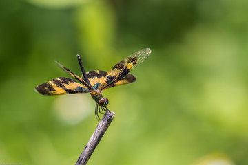 Portrait of dragonfly - Variegated Flutterer (Rhyothemis variegata)