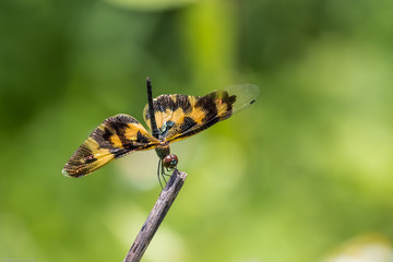 Portrait of dragonfly - Variegated Flutterer (Rhyothemis variegata)