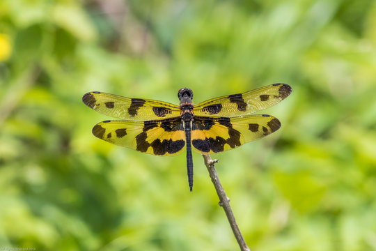 Portrait of dragonfly - Variegated Flutterer (Rhyothemis variegata)