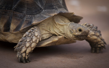 Photograph of a large turtle