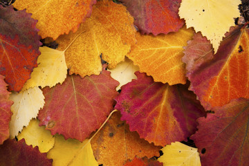 Background of autumn leaves