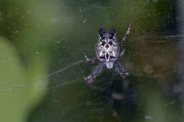 Araneus angulatus spider, Greece