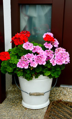 Pelargonium hortorum , Americana Rose Splash or Pelargonium Americana.
Pink and red flower in the white pot.