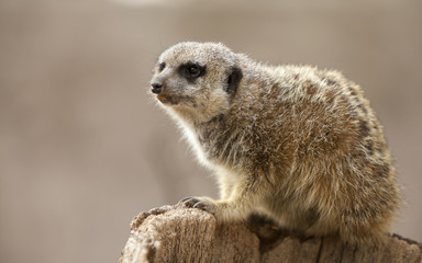 Beautiful portrait of a meerkat climbed on a trunk