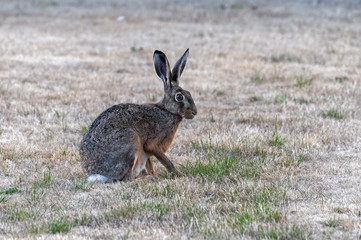 Alert hare ready to run