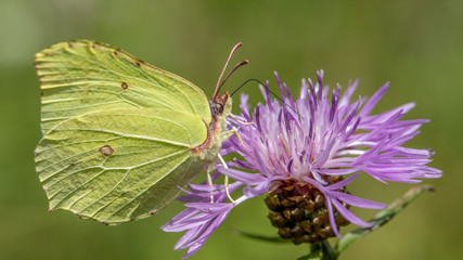 Zitronenfalter sitzt auf lila Blume