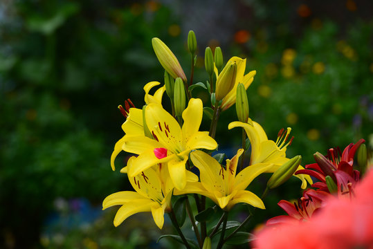 Vibrant yellow lily (Lilium bulbiferum)