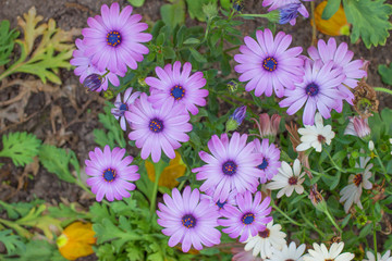 Beautiful spring flowers, purple flowers, violet flowers in nature garden under sunshine, Flowers background.