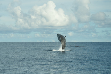 Fototapeta premium Sperm whale, Physeter macrocephalus, cachalot jumping at the Atlantic Ocean, Pico Island, Azores