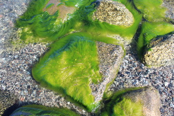 grüne Steine im Meer
