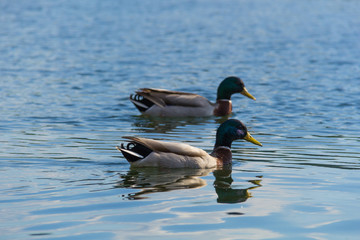 Ducks in water