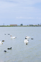 Swan lake with white and black swans and other birds