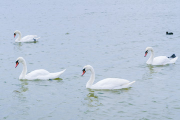 Swan lake with white and black swans and other birds