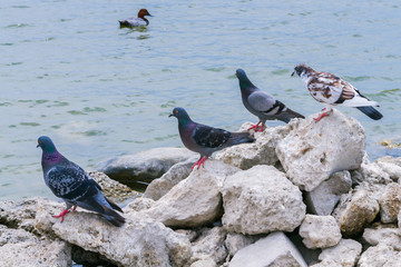 Pigeons sit on large stones in the lake