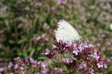 Fototapeta Motyl , motyl na kwiecie ,motyl na oregano obraz
