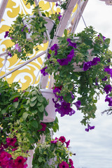Beautiful bright outdoor flowers in pots in the summer