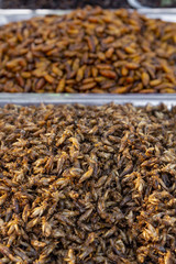Delicious deep fried insects mixed with soi sauce.  at streets thai food display of Khao San Road in Bangkok, Thailand