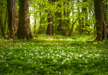 Anemone nemorosa flower in the forest in the sunny day. Wood anemone, windflower, thimbleweed. Fabulous green forest with blue and white flowers. Beautiful summer forest landscape.