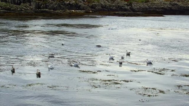 Eider Ducks on the Bay in Portnahaven Islay Scotland