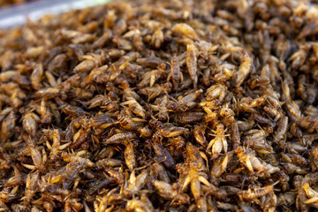 Delicious deep fried insects mixed with soi sauce.  at streets thai food display of Khao San Road in Bangkok, Thailand