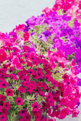 Beautiful bright outdoor flowers in pots in the summer