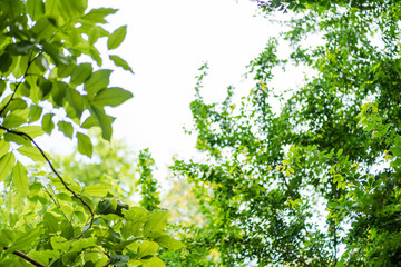 abstract,bokeh leaf pattern nature green background.