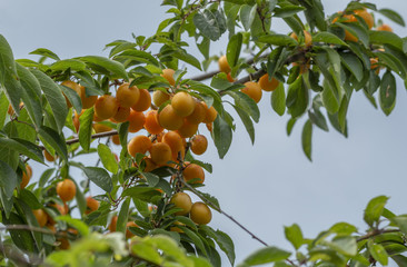 Branch Full of Orange Fruits with Sitting Snail