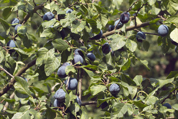 Rich Harvest of Plums still on TreeBranches