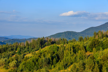 Landscape with green trees and blue sky