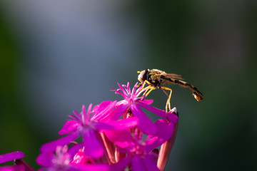 Schwebfliege auf Blüte