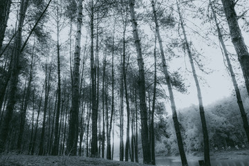 abstract, Green leaf bokeh nature dark green background.