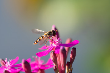 Schwebfliege auf Blüte