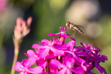 Schwebfliege auf Blüte