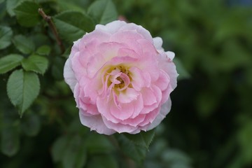 ピンク 薔薇 バラ ガーデニング 庭園