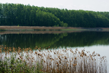 Evening lake surrounded by green forest. Germany