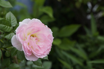 ピンク 薔薇 バラ ガーデニング 庭園