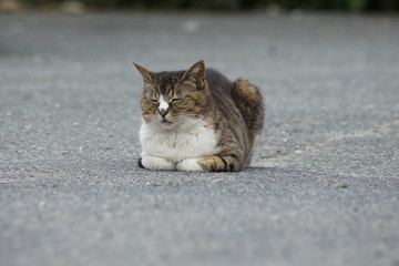 Naklejka premium ねこ ネコ 猫 子猫 かわいい cat 仕草 日常