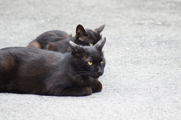 黒猫 ねこ ネコ 猫 子猫 かわいい cat 仕草 日常