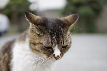 ねこ ネコ 猫 トラブル 子猫 かわいい cat 仕草 日常