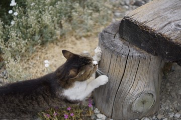 Obraz premium 猫 爪とぎ 甘え かまって