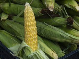 Sweet yellow corn at the farmers market