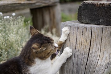 猫 爪とぎ 甘え かまって