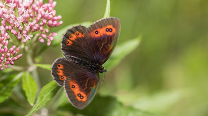 Obraz premium Mohrenfalter sitzt auf einem Blatt