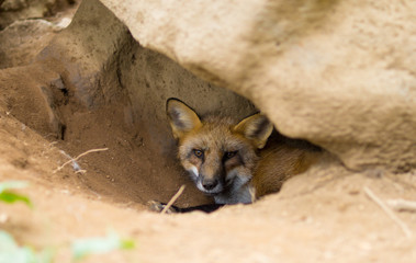 狐 キツネ fox かわいい 生態 巣 家
