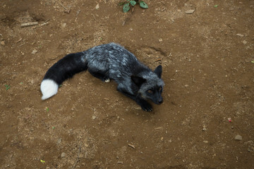 狐 キツネ fox かわいい 群れ
