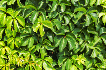 green leave background.