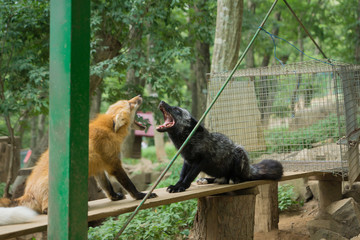 狐 キツネ fox かわいい 縄張り争い 喧嘩