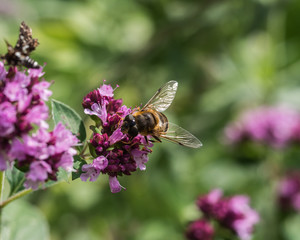 Hover fly on a pink flower